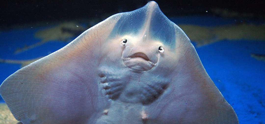 Embarazo de mantarraya en acuario desata asombro